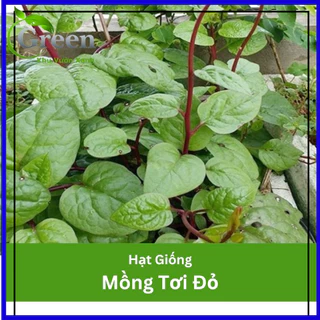 Hạt Giống Rau Mồng Tơi Đỏ