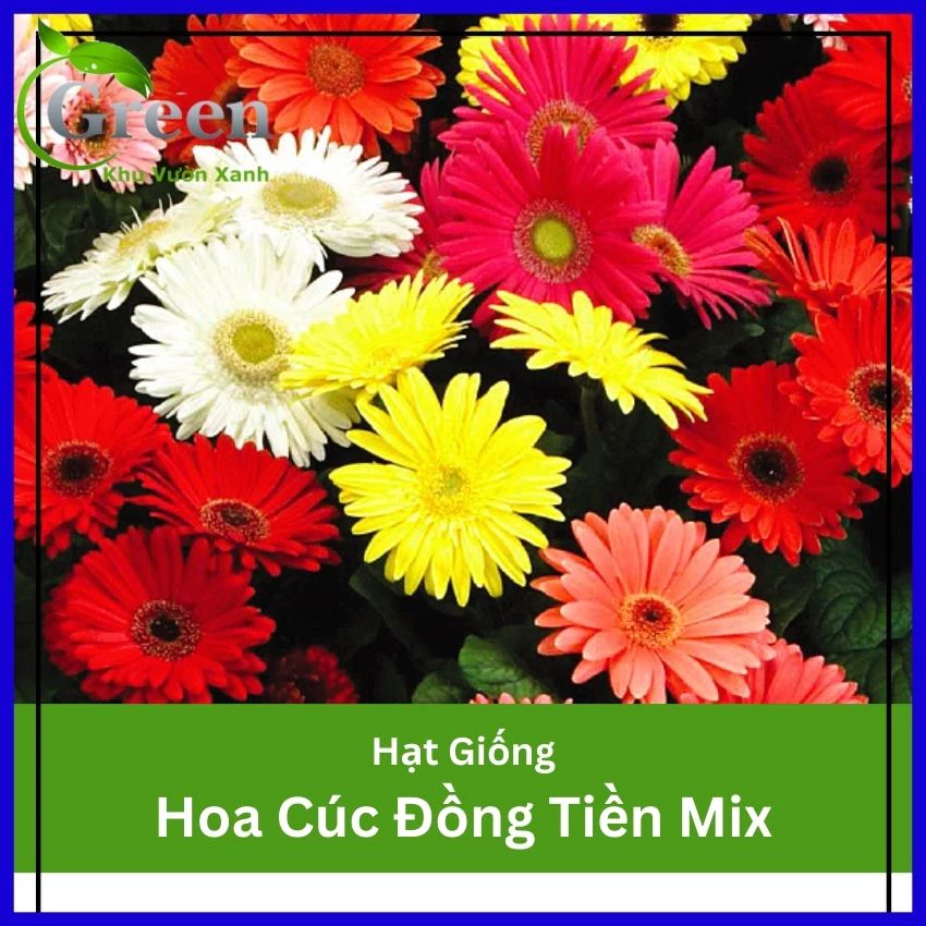 Hạt Giống Hoa Cúc Đồng Tiền Nhiều Màu F1