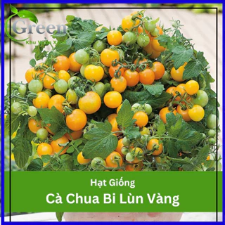 Hạt Giống Cà Chua Bi Lùn Vàng F1