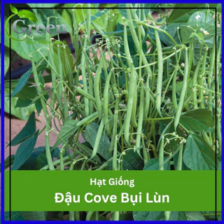 Hạt Giống Đậu Cove Bụi Lùn