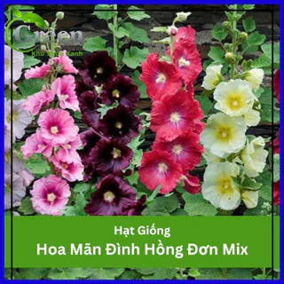 Hạt Giống Hoa Mãn Đình Hồng Đơn Nhiều Màu Mix