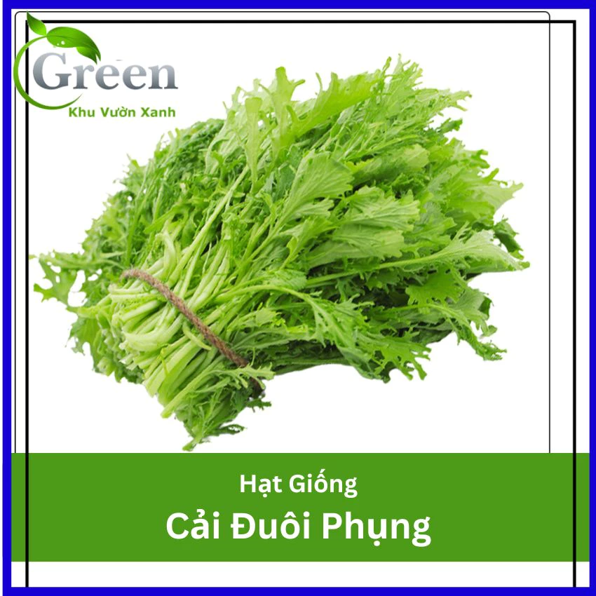 Hạt Giống Cải Đuôi Phụng