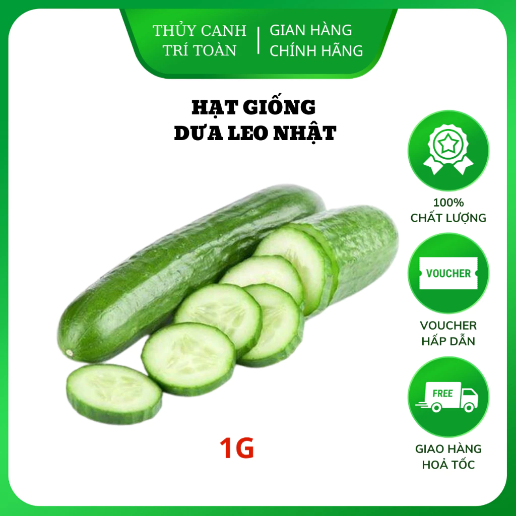 Hạt giống Dưa Leo Nhật lai F1 trái dài, giòn, ngọt, trồng quanh năm (gói 1gr) - Hạt giống Rạng Đông