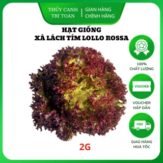 Hạt giống Xà Lách Tím Lollo Rossa nảy mầm tốt, sinh trưởng khỏe (gói 2 gr) - Hạt giống Rạng Đông