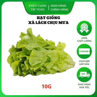 Hạt giống Xà Lách Chịu Mưa trồng quanh năm, nhanh thu hoạch (gói 10 gr) - Hạt giống Rạng Đông