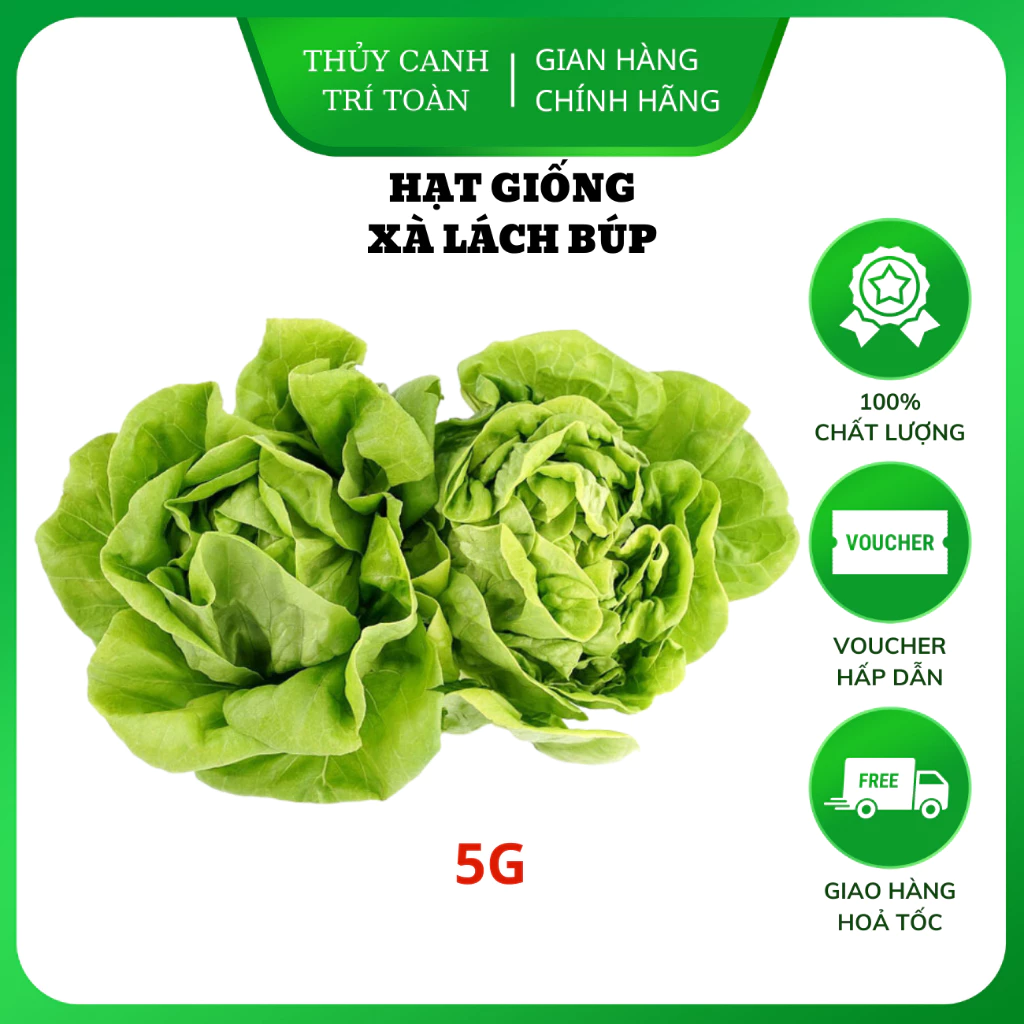 Hạt giống Xà Lách Búp (Xà Lách Đăm) dễ trồng, nhanh thu hoạch (gói 5 gr) - Hạt giống Rạng Đông