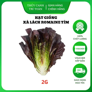 Hạt giống Xà Lách Romaine Tím dễ trồng, giàu dinh dưỡng, sinh trưởng khỏe (gói 2 gr) - Hạt giống Rạng Đông