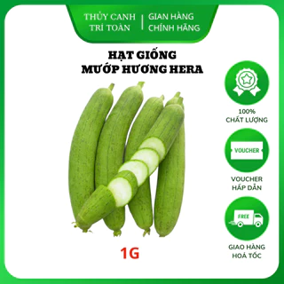 Hạt giống Mướp Hương trái dài, thơm, ngọt, cứng trái, trồng quanh năm (gói 1gr) - Hạt giống Rạng Đông