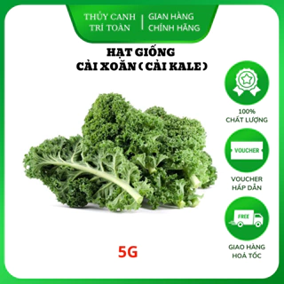 Hạt giống Cải Xoăn Kale kháng bệnh tốt, giàu dinh dưỡng (gói 5 gr) - Hạt giống Rạng Đông