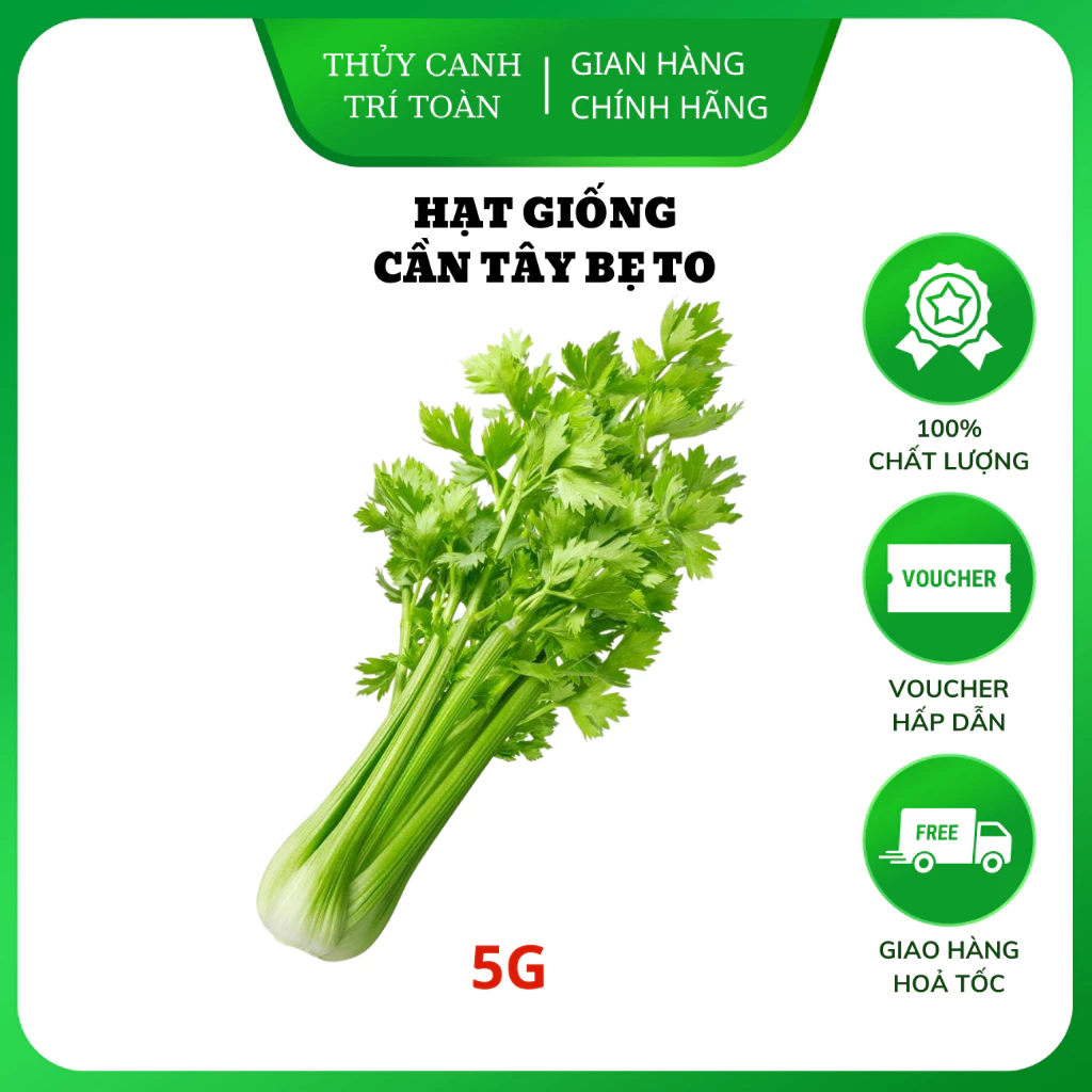 Hạt giống Cần Tây Bẹ To chuyên ép nước, dễ trồng, dễ chăm sóc, sinh trưởng khỏe (gói 5gr) - Hạt giống Rạng Đông