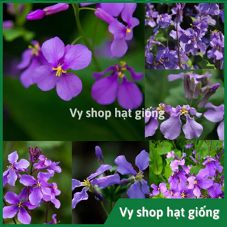 Hạt giống hoa Violet Nhật (hoa cải tím) gói 200 hạt