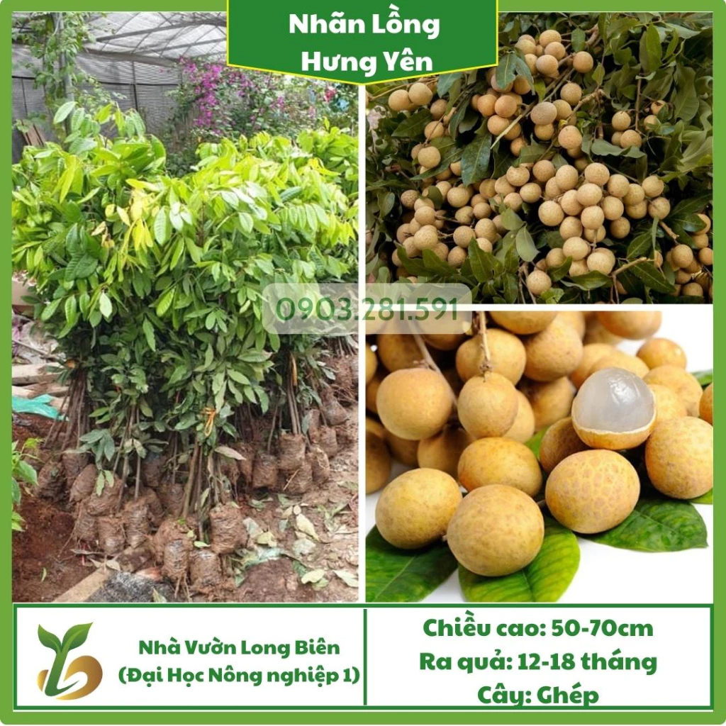 Nhãn lồng Hưng Yên Giống (Cây Ghép), 12-18 Tháng Cho Quả, Giống Nhãn Quả To, Thịt Dày Mọng