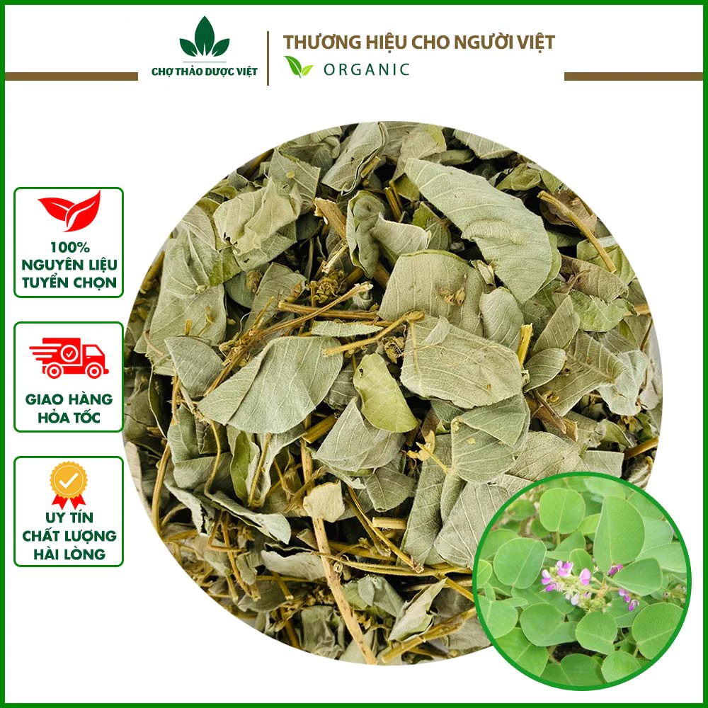 Kim tiền thảo 100g (Kim tiền khô, râu mèo lợi tiểu, tiêu sỏi) - Chợ Thảo Dược Việt