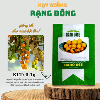Hạt giống Cà Chua Cherry Vàng Lai F1 Rado 645 (0,1g~45 hạt) trái sai, đẹp, sinh trưởng vô hạn - Hạt giống Rạng Đông