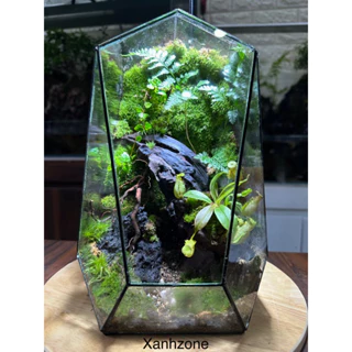 Bể kính terrarium, terrarium, đa giác terrarium. Bể chưa setup