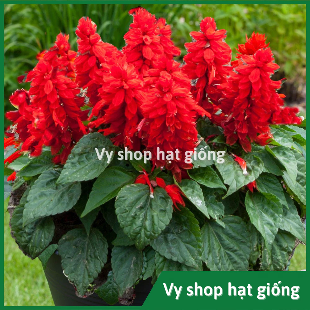 Hạt giống hoa xác pháo đỏ thân lùn - Red Salvia gói 100 hạt