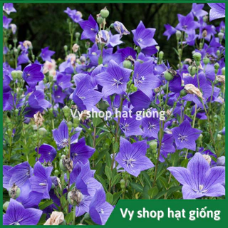 Hạt giống hoa cát cánh xanh - Ballon flower gói 300 hạt