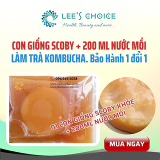 Con giống giấm Scoby Làm Trà Kombucha, hướng dẫn chi tiết và bảo hành. Con giống Scoby khoẻ mạnh, nhân giống nhanh