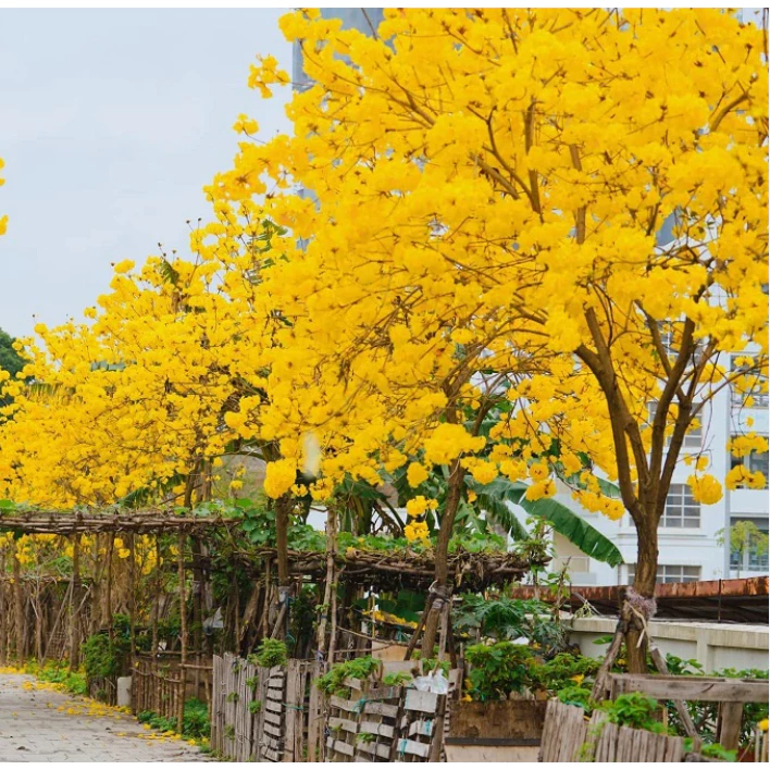 Phong Linh Vàng Cây Giống, Cây Giống Chuẩn F1, Chất Lượng Cao