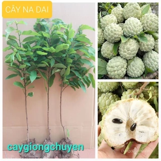 GIỐNG CÂY NA DAI K11