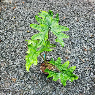 Alocasia Jacklyn