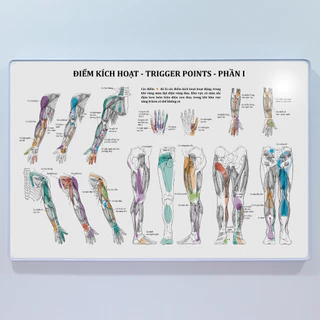 Tranh điểm kích hoạt - Trigger points. 40x60cm. Ép gỗ phủ mica