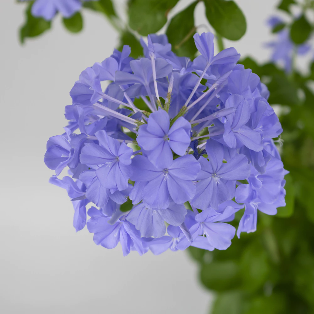 Cây có hoa | Thanh xà | Blue Plumbago