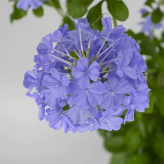 Cây có hoa | Thanh xà | Blue Plumbago