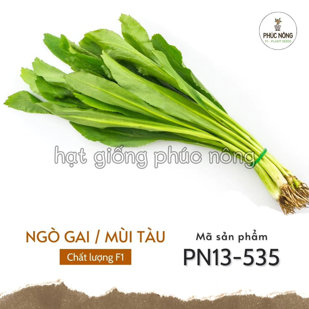 Hạt giống rau Ngò Gai - 5 Gram