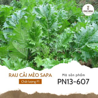 Hạt giống rau Cải Mèo Sapa - 10 Gram