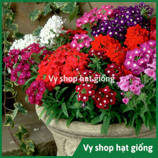 Hạt giống hoa cúc Indo (hoa vân anh) - Verbena Hybrida mix màu gói 100 hạt