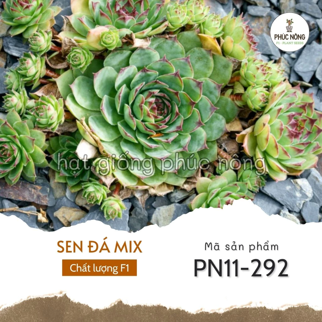 Hạt giống Sen Đá mix - 20 Hạt