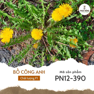 Hạt giống Bồ Công Anh - 50 hạt