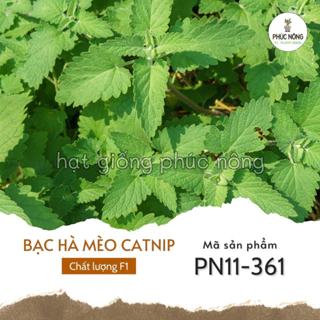 Hạt giống Bạc Hà Mèo Catnip - 50 Hạt