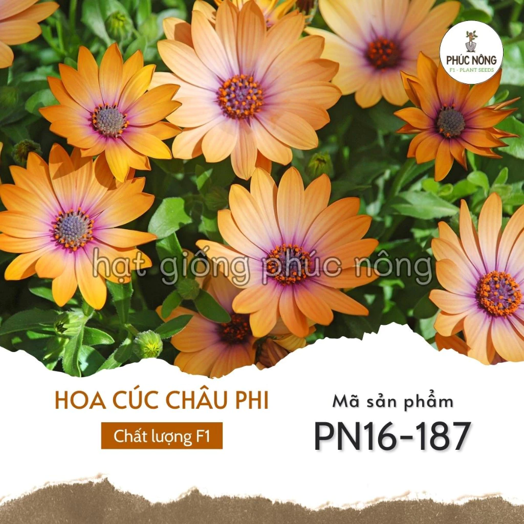 Hạt giống hoa Cúc Châu Phi mix - 50 Hạt