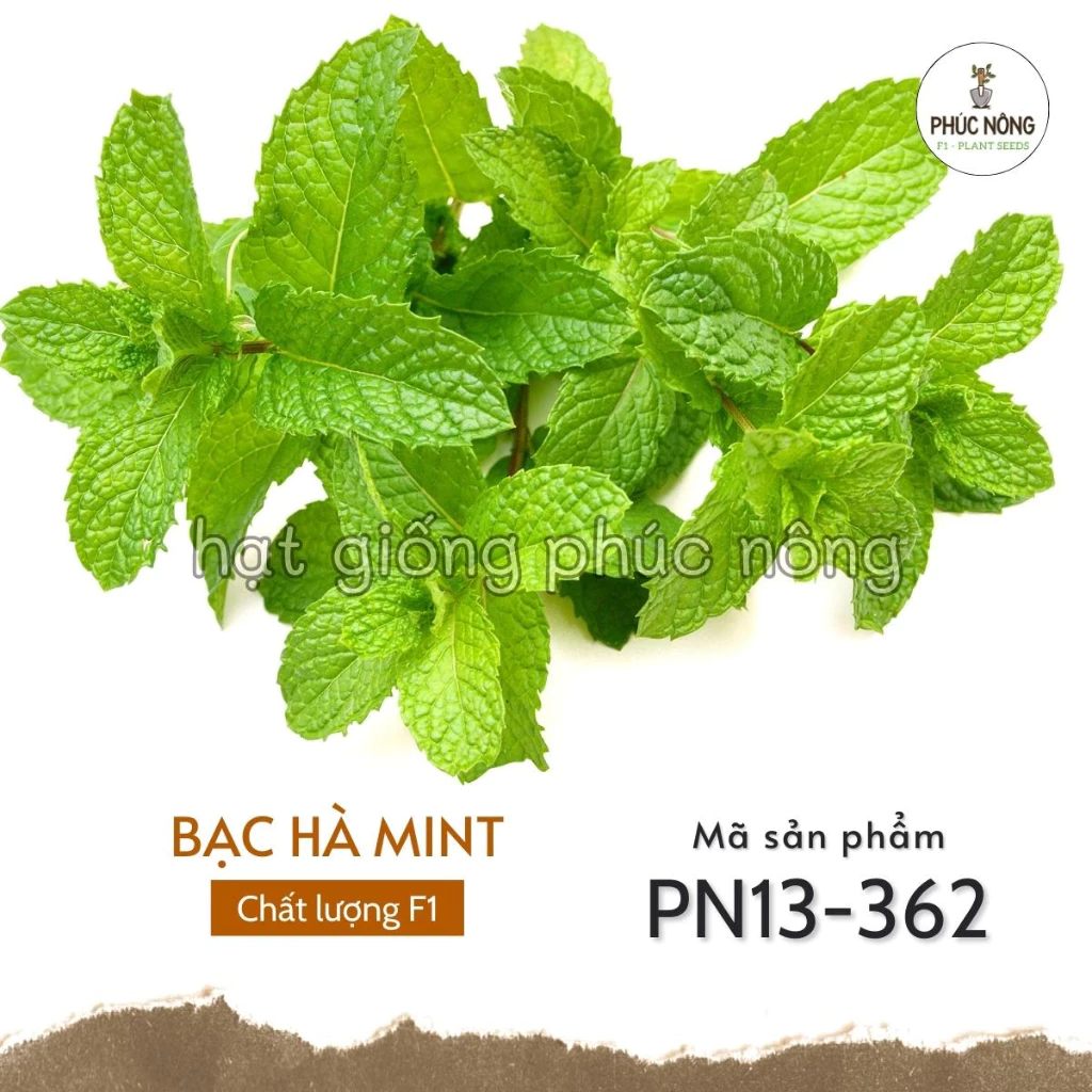 Hạt giống Bạc Hà Mint - 100 hạt