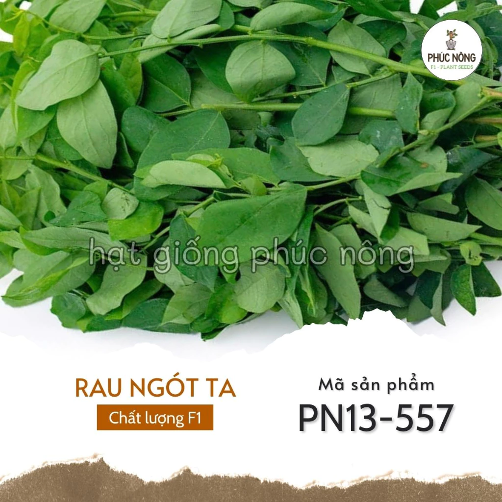 Hạt giống Rau Ngót Ta - 50 Hạt