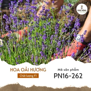 Hạt giống Hoa Oải Hương - 50 hạt