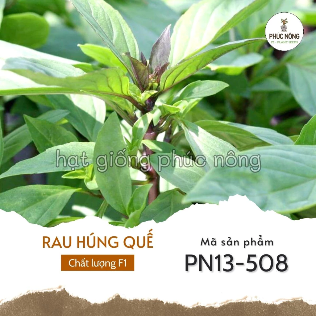 Hạt giống rau Húng Quế - 5 Gram