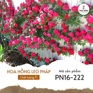 Hạt giống Hoa Hồng Leo Pháp - 20 hạt