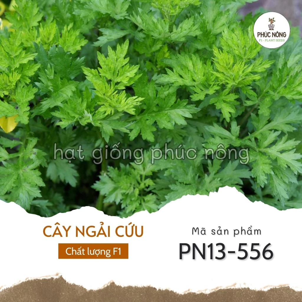 Hạt giống rau Ngải Cứu - 50 Hạt