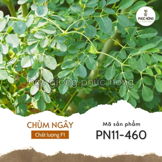 Hạt giống rau Chùm Ngây - 50 Hạt