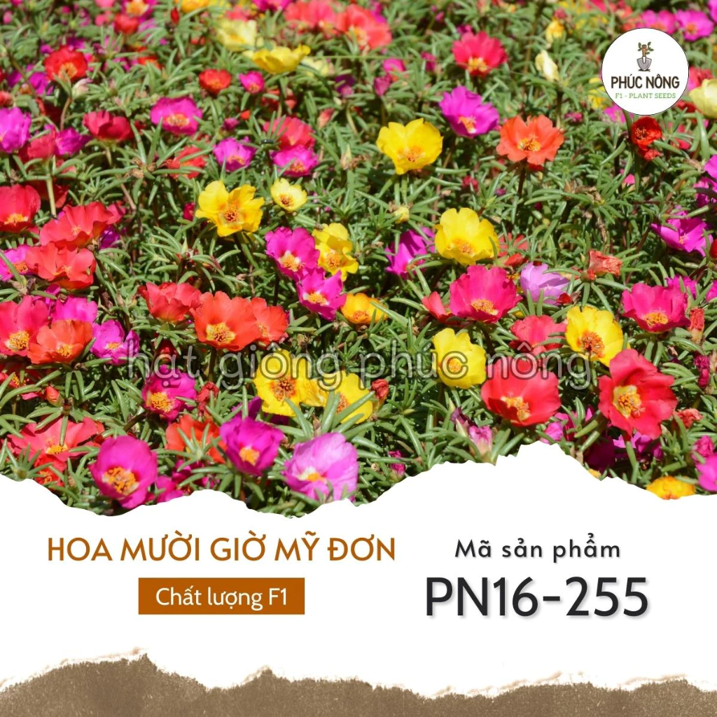 Hạt giống hoa Mười Giờ Mỹ Đơn - 100 hạt