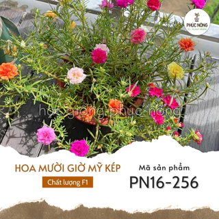 Hạt giống hoa Mười Giờ Mỹ Kép - 500 Hạt