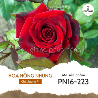 Hạt giống Hoa Hồng Nhung - 20 hạt