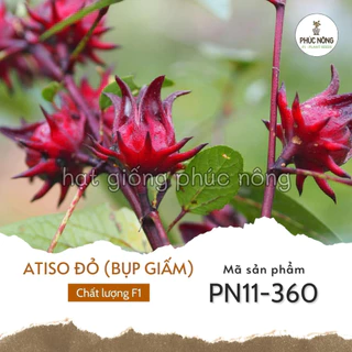 Hạt giống Atiso Đỏ ( Bụp Giấm ) - 50 hạt