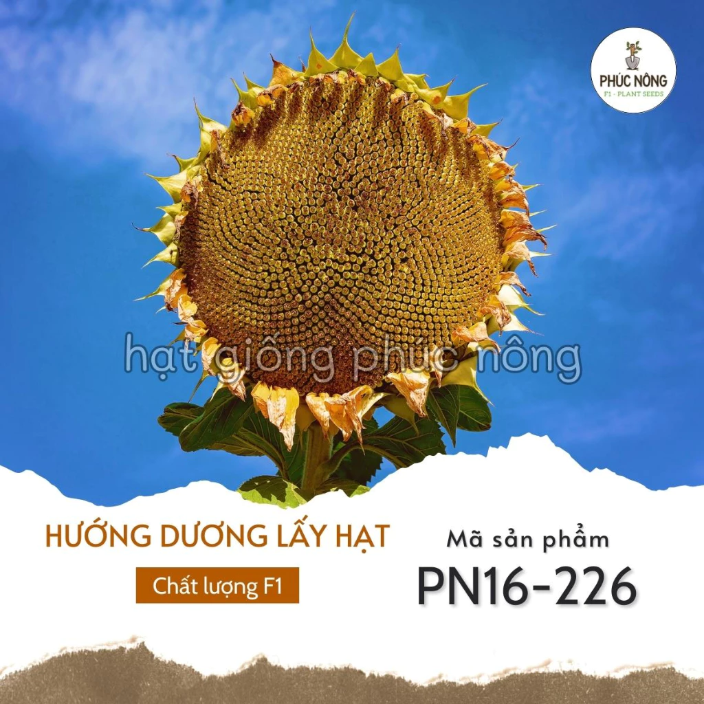 Hạt giống hoa Hướng Dương Khổng Lồ Lấy Hạt - 30 Hạt