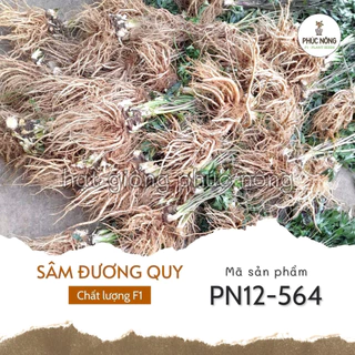 Hạt giống Sâm Đương Quy – Gói 100 hạt |