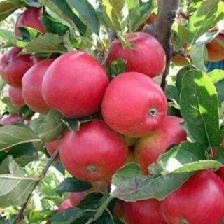 Cây giống táo đỏ M21