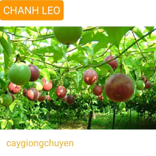 Cây giống chanh leo siêu quả(1cay)